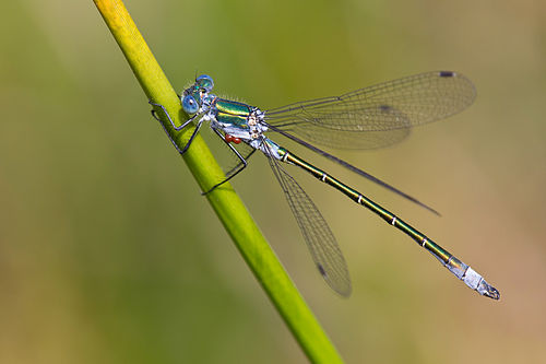 Lestes dryas